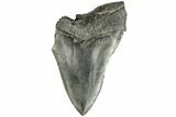 Partial, Fossil Megalodon Tooth #194013-1